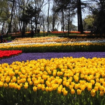 Yellow Tulips in Emirgan Park Istanbul www.compassandfork.com
