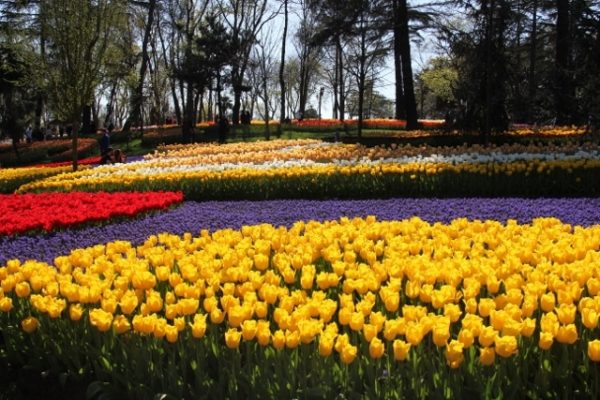Yellow Tulips in Emirgan Park Istanbul www.compassandfork.com