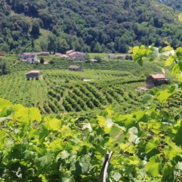 Unwind in Veneto with wine, grappa and tiramisu