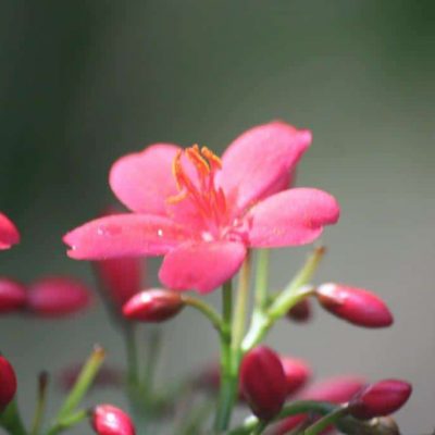 Healthy Travels What You Need to Know Before You Leave www.compassandfork.com