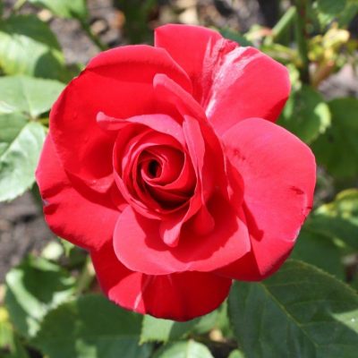 Everything You Need to Know for a Great Trip to Bulgaria www.compassandfork.com