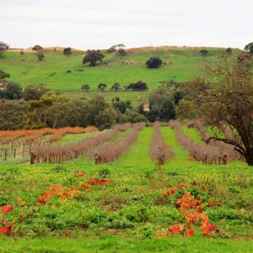4 Wonderful Day Trips from Adelaide - Barossa Valley Winery www.www.compassandfork.com